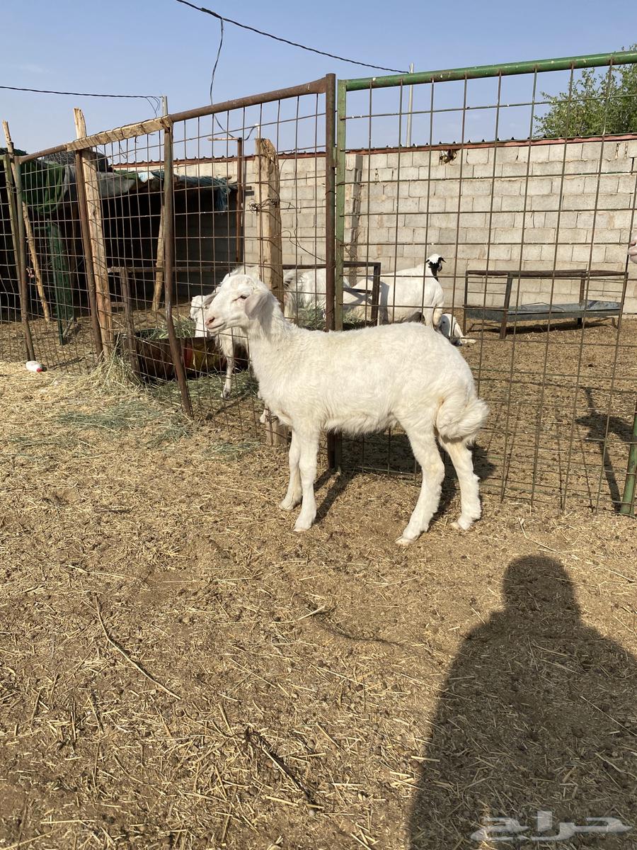 رخل حرية ذبيحة64488090715523110