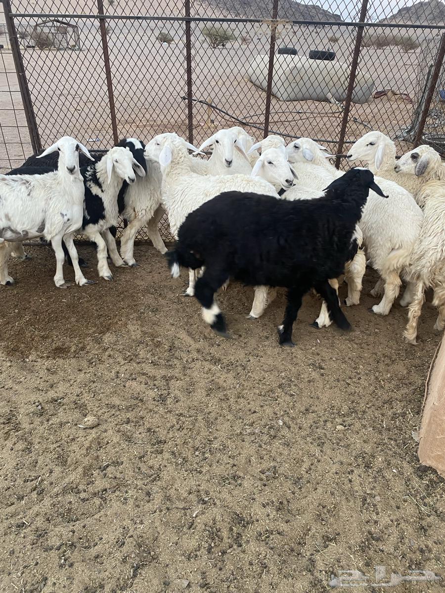 رخال مقنوي جاهزه للفحل العدد 13 العمره 7شهور64492813222147113