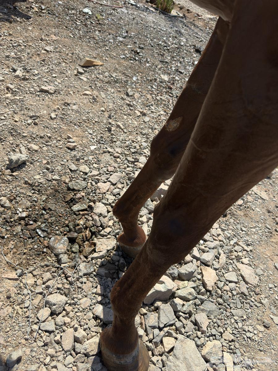 فرس انقليزيه للبيع معها أوراق64492907678722112