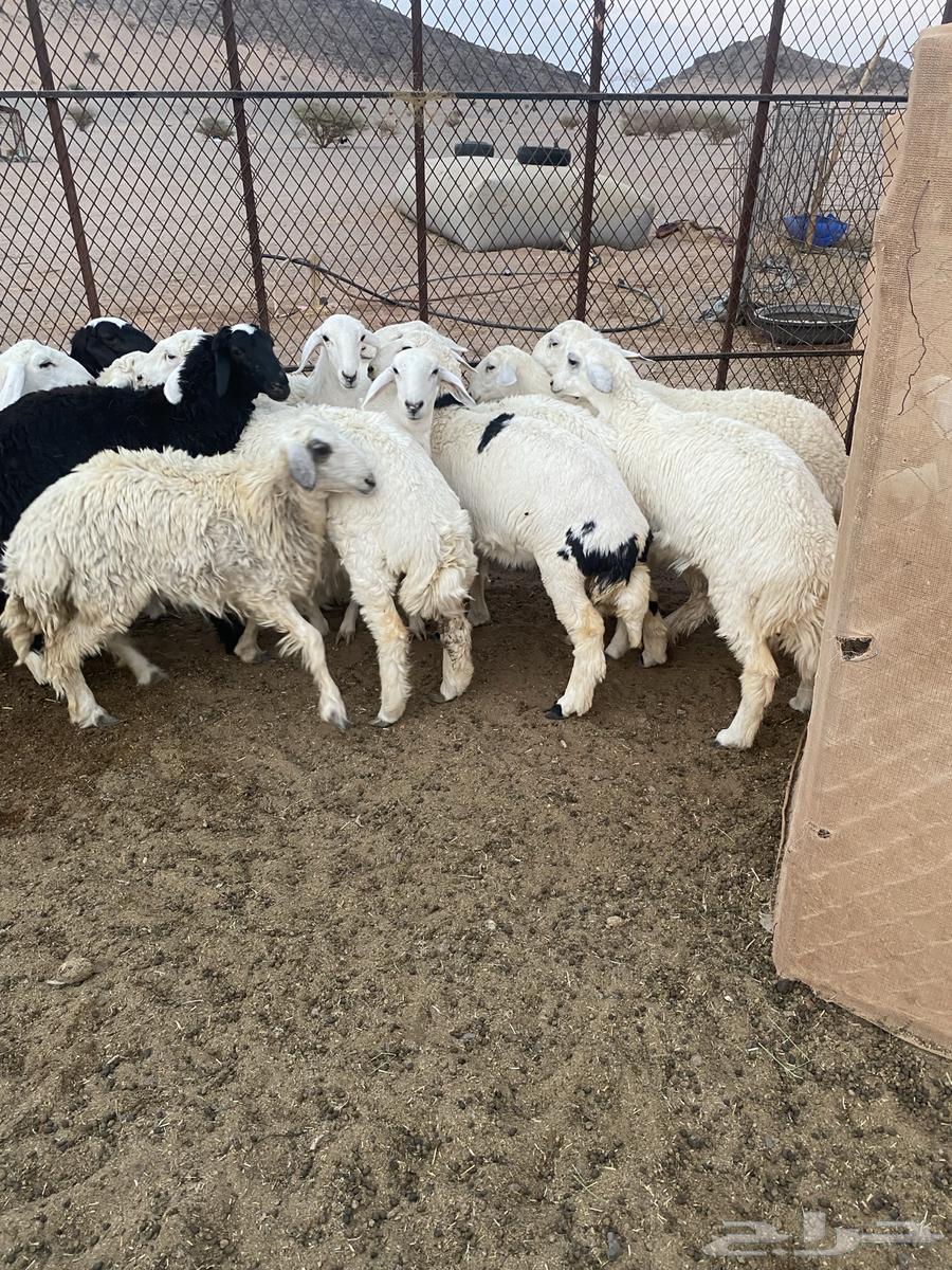 رخال مقنوي جاهزه للفحل العدد 13 العمره 7شهور64492813222147112