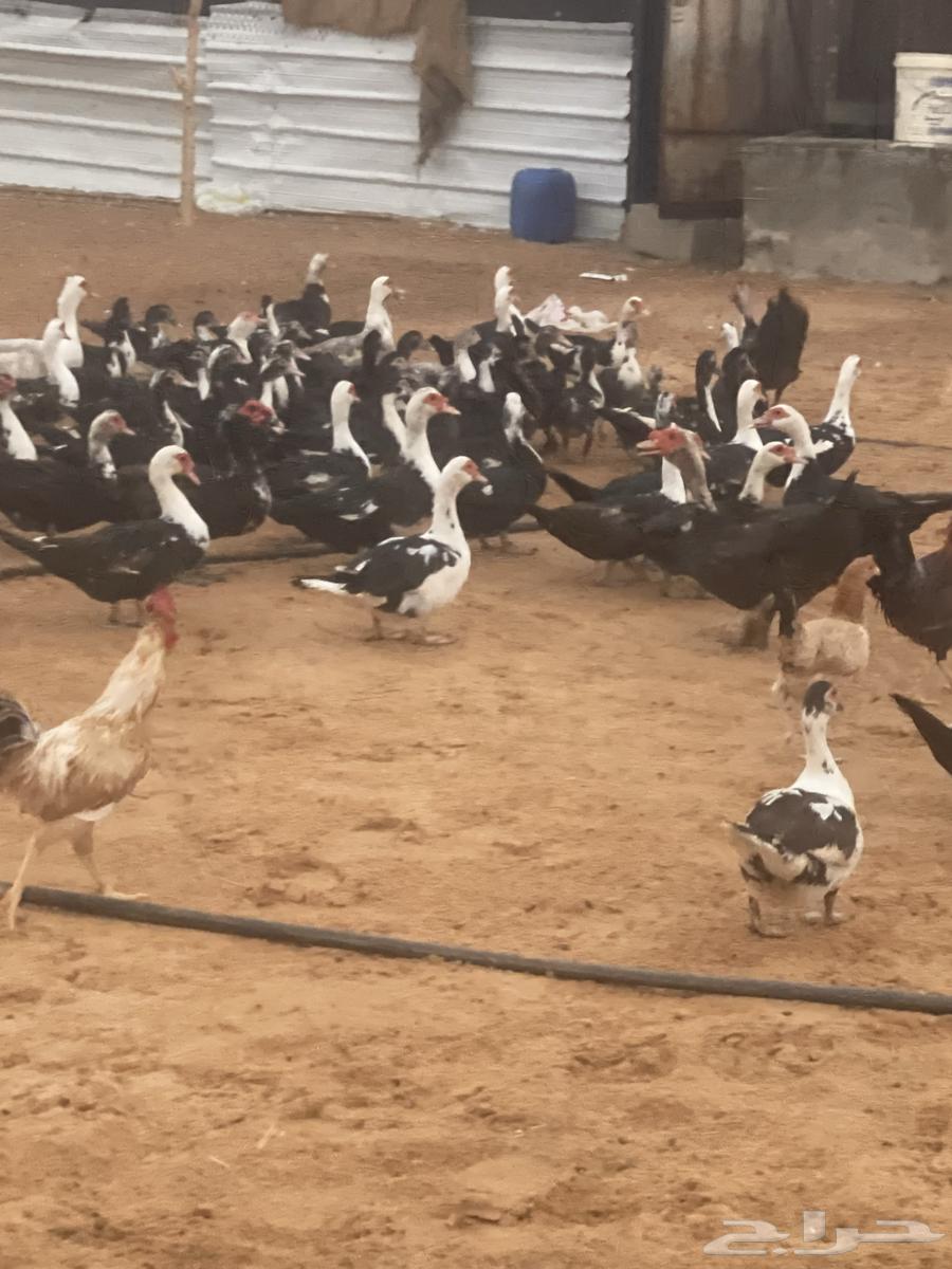 بط للبيع ص64492054031745112