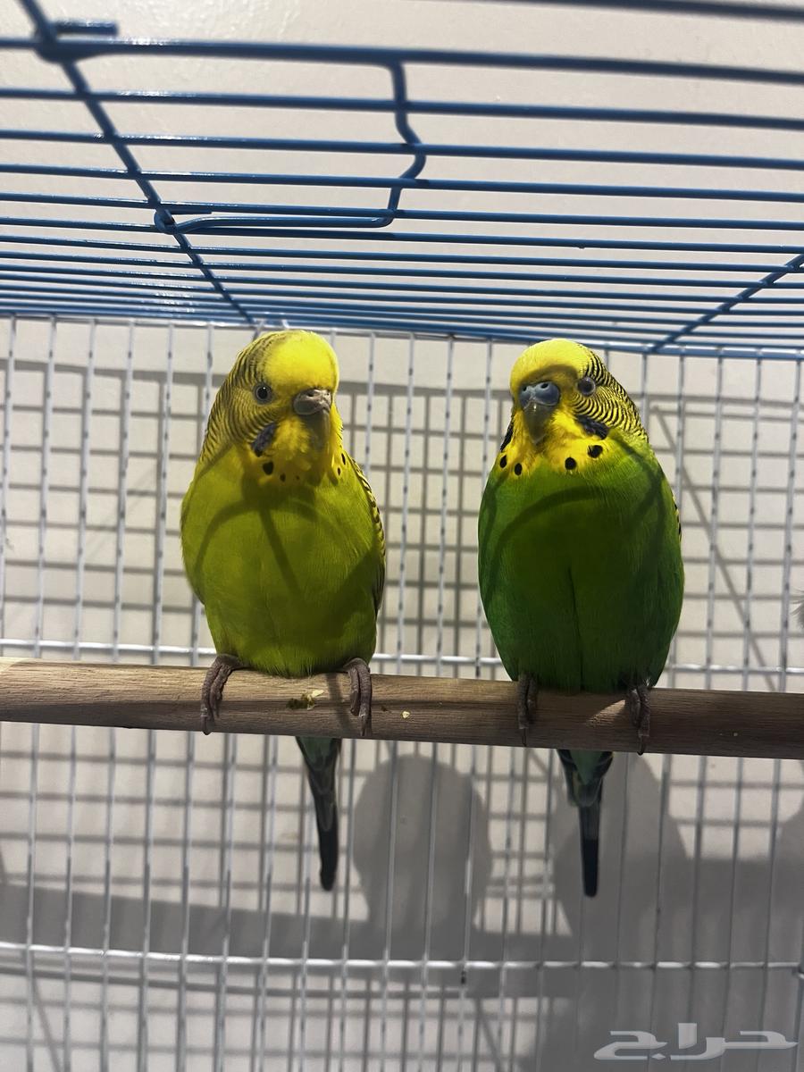 جوز بادجي هولندي للبيع لاعلى سعر64492704385922113