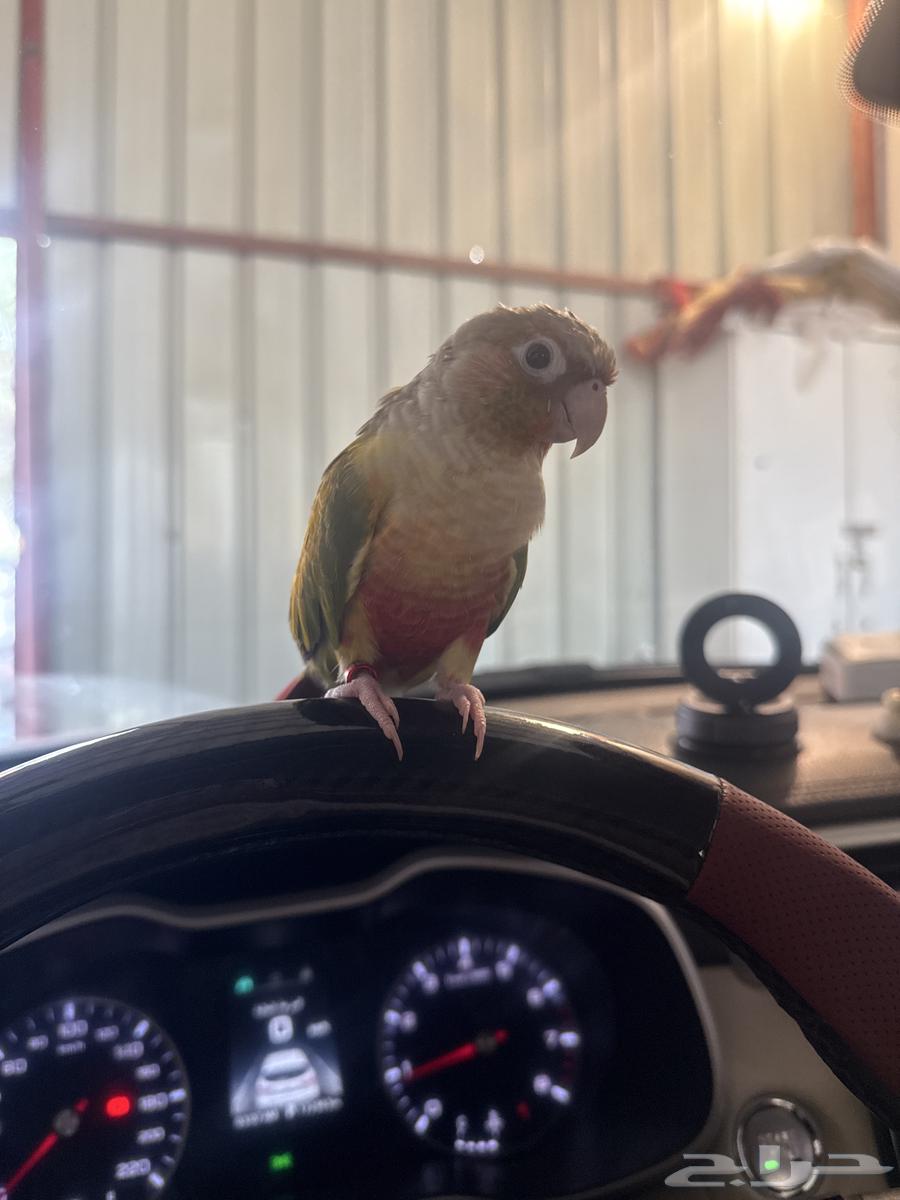 كنيور للبيع هدد داخلي ولعوب وعنده كلمات64490358229249110