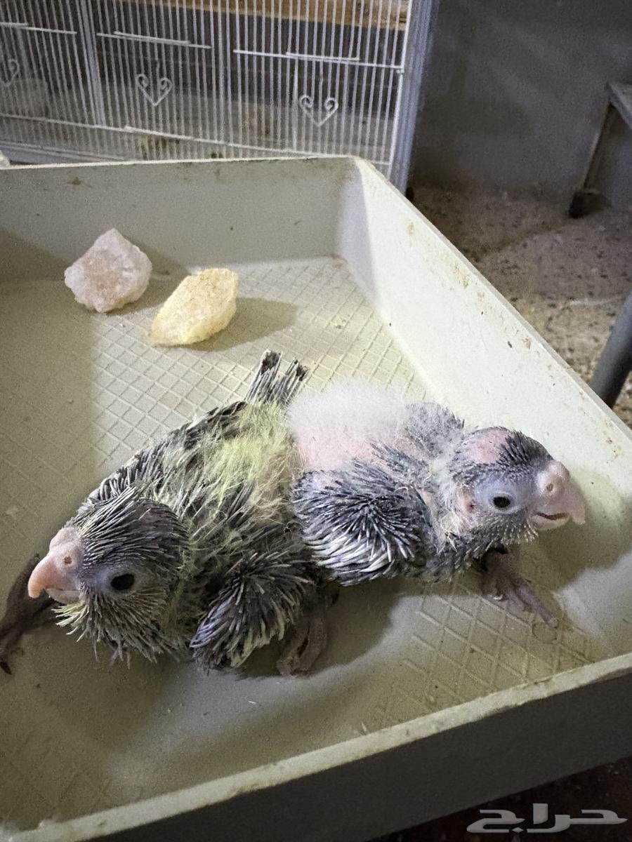 تم البيع خارج الموقع64494441638273111