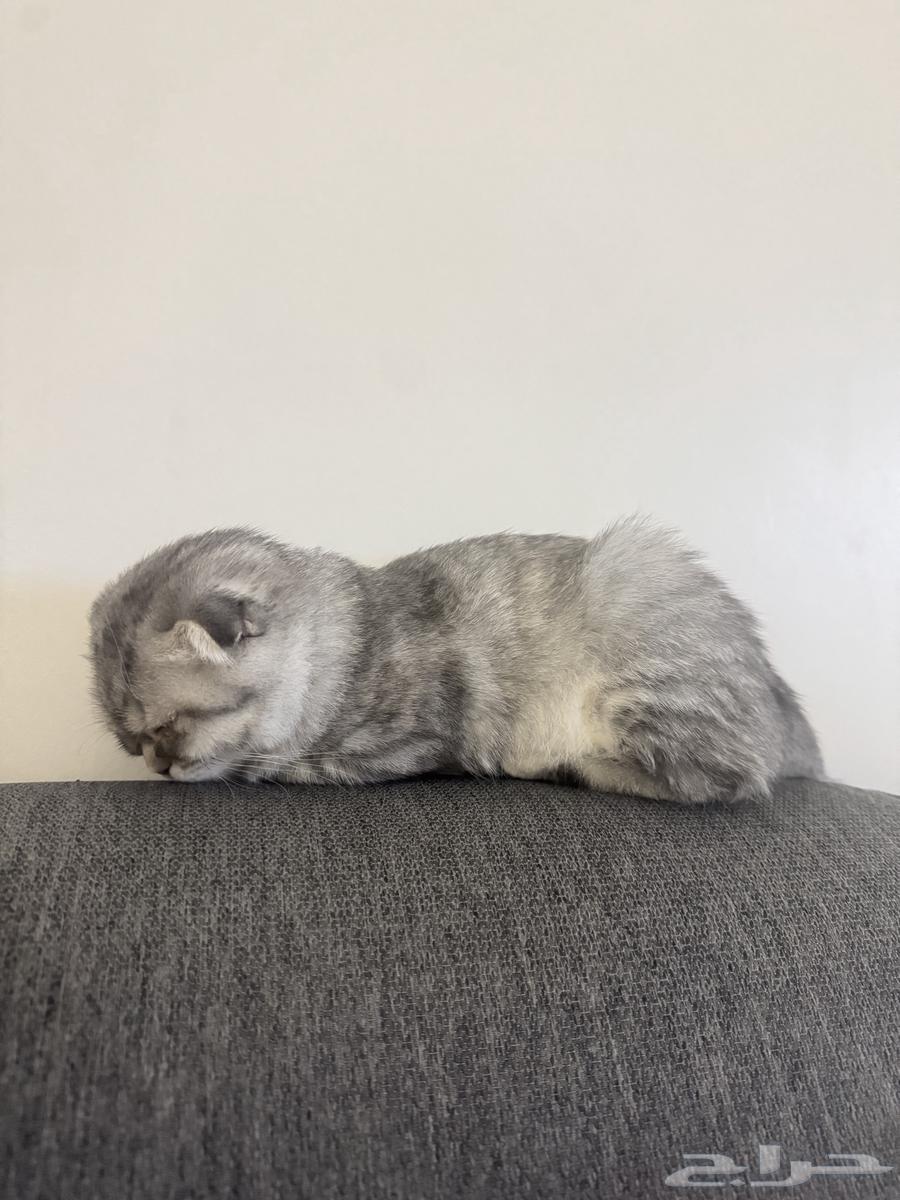 قطة للبيع سكوتش فولد64492663295619111