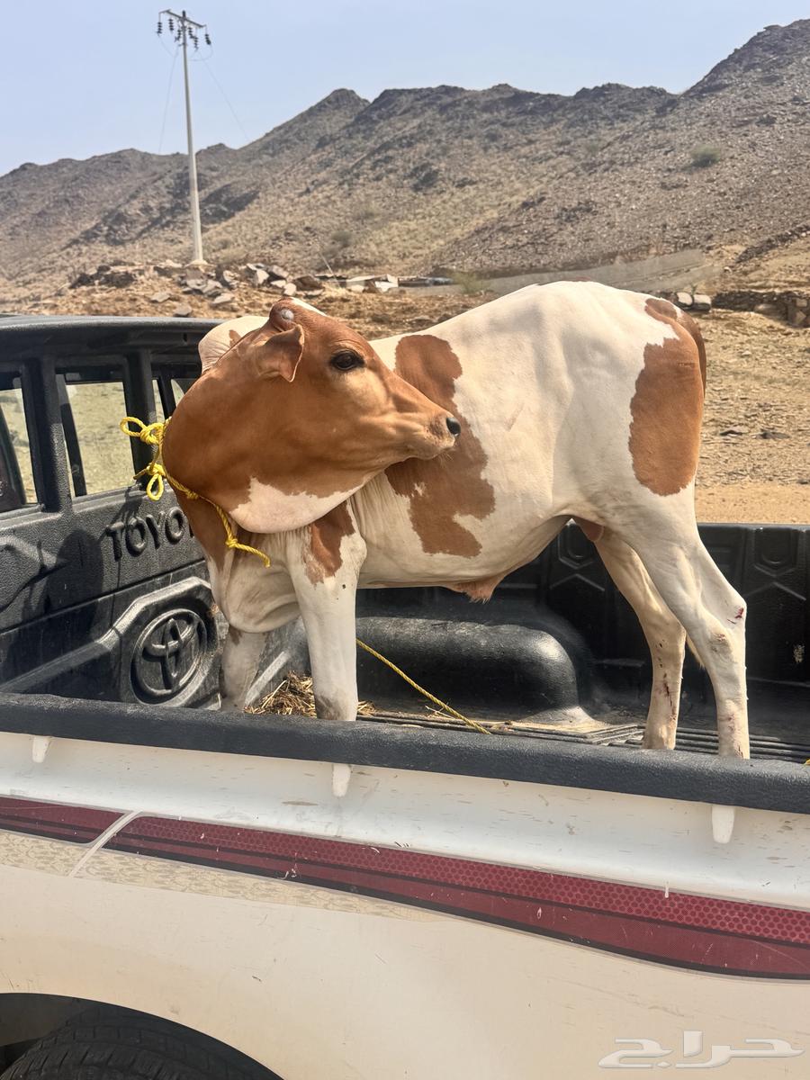 عجل للبيع العمر 8 شهور64488173988994111