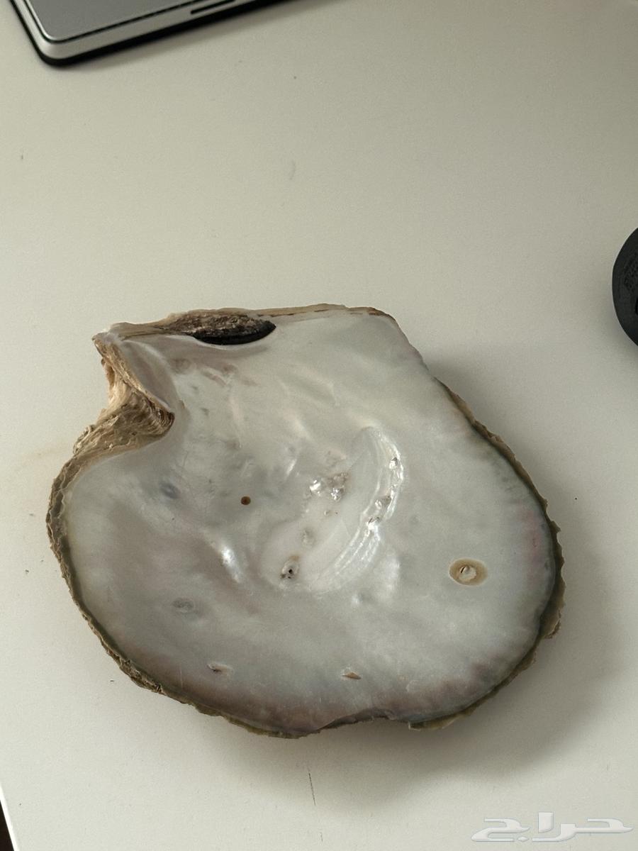 Shell artifact64486771630081114