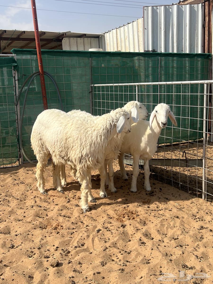 رخال نوادر 7 شهور64491741028227113