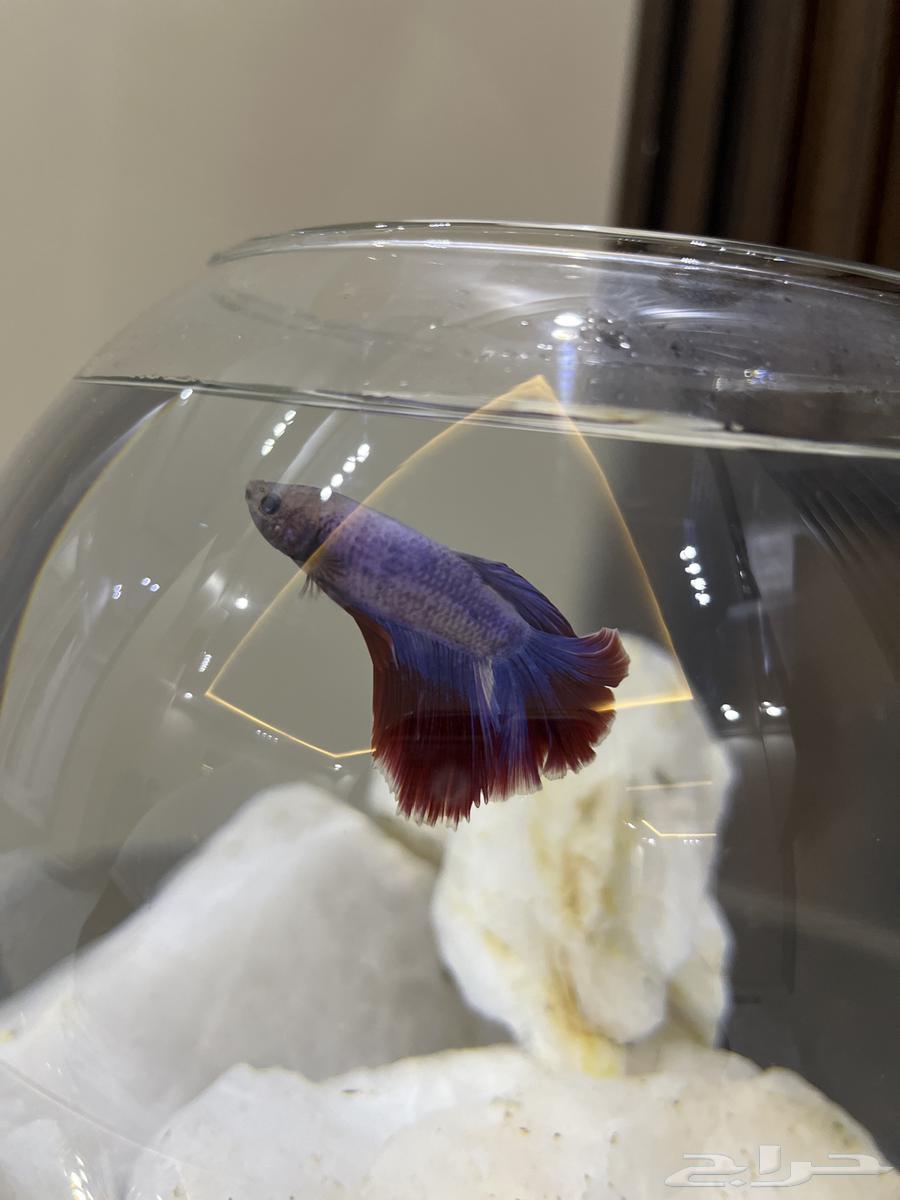 سمكة زينه (فايترا) للبيع مع ملحقاتها64494236076163110