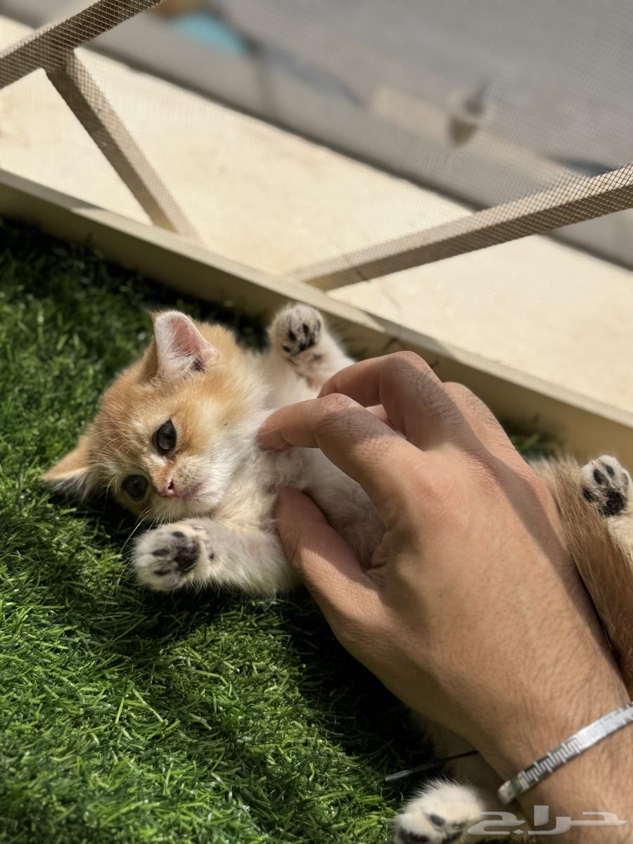 Scottish Pure Kitten64487828128642113