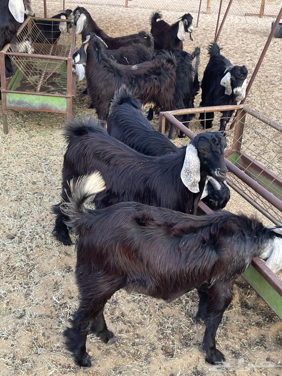 Tios Awared Refrigerator (Makhasi)64493464426755110