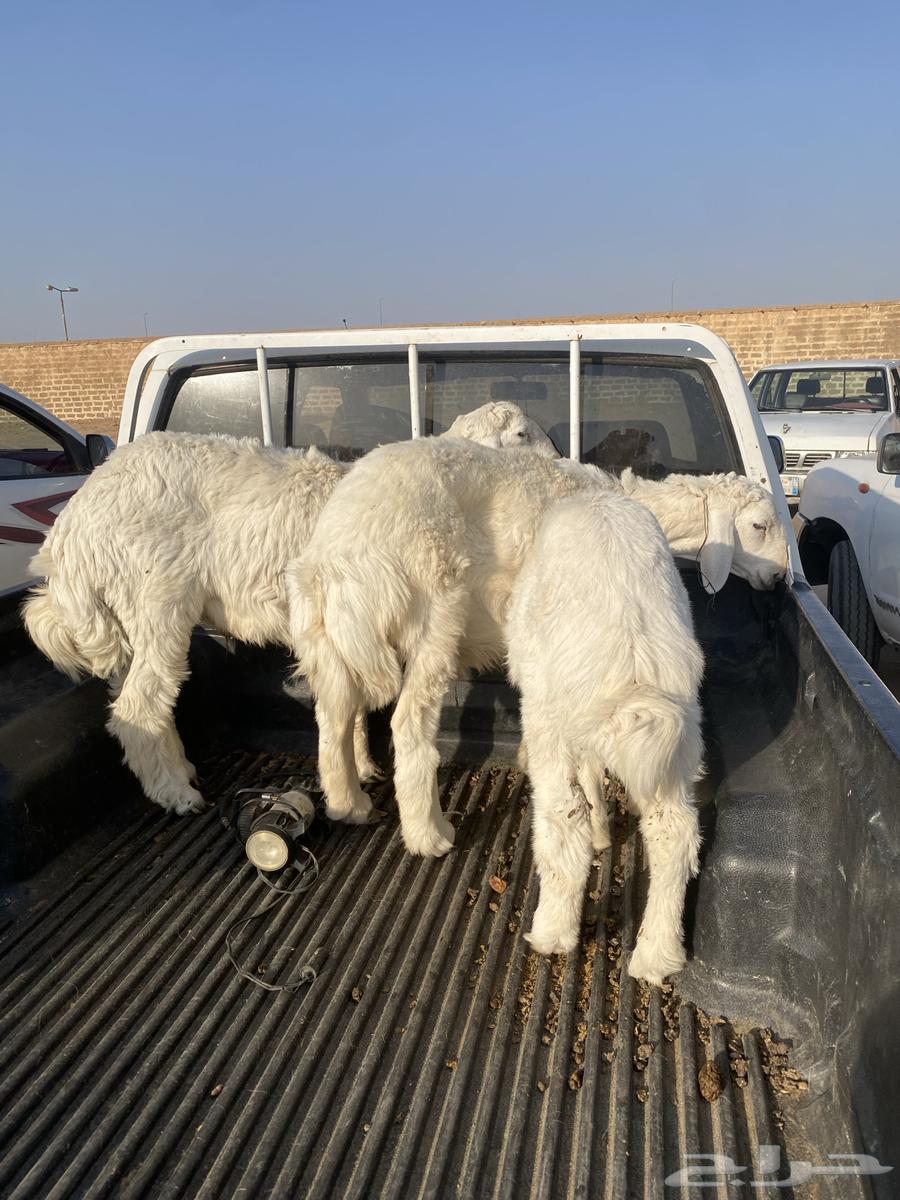 طليان للبيع64487704819459111