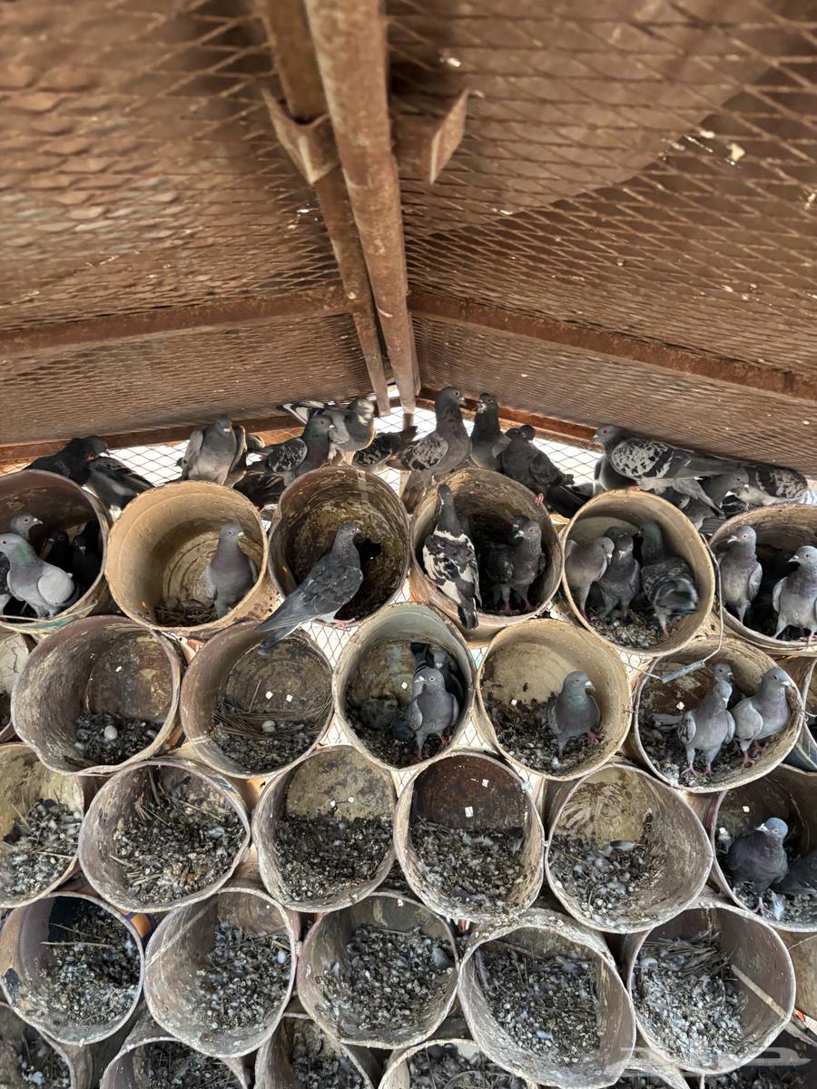 للبيع حمام زاجل64492054088833112