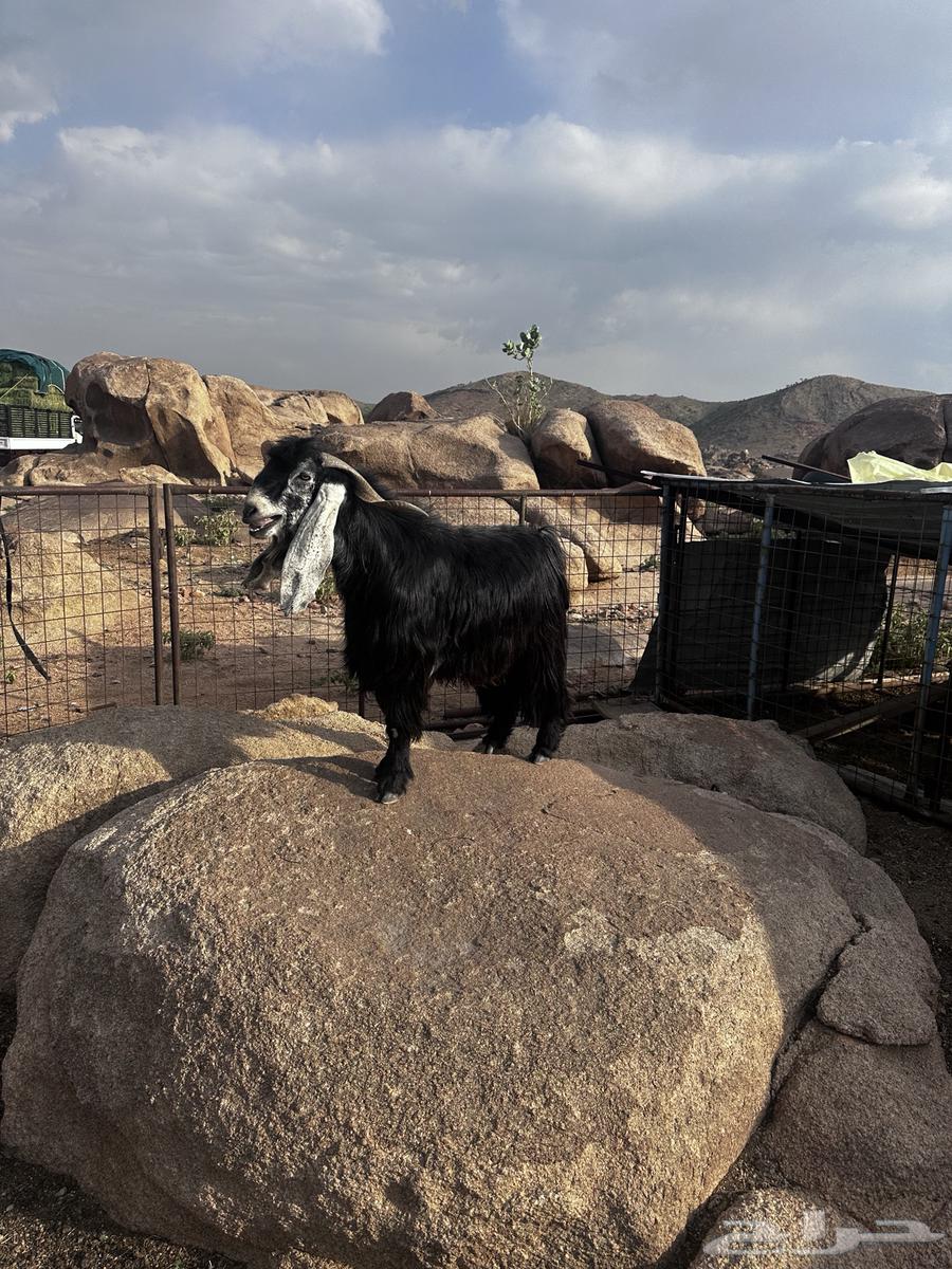 Ram for sale, stud ram64491306941185111