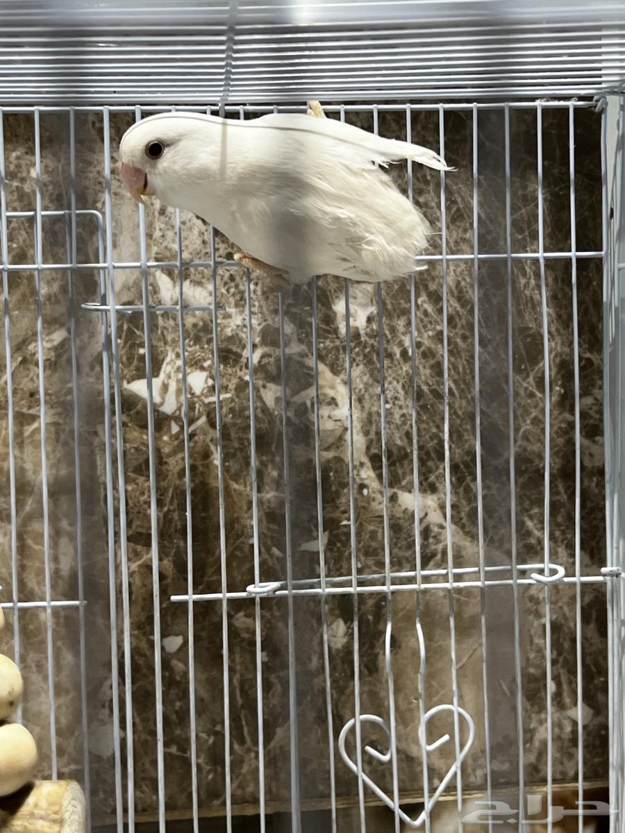 جوز روز البينو64492420707459111