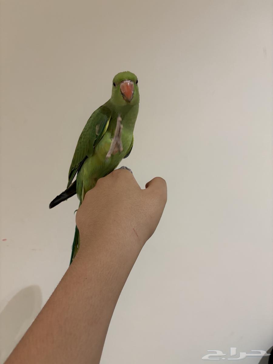 دره هنديه جداا أليفه و متكلمه للبدل أو للبيع64492203359873113