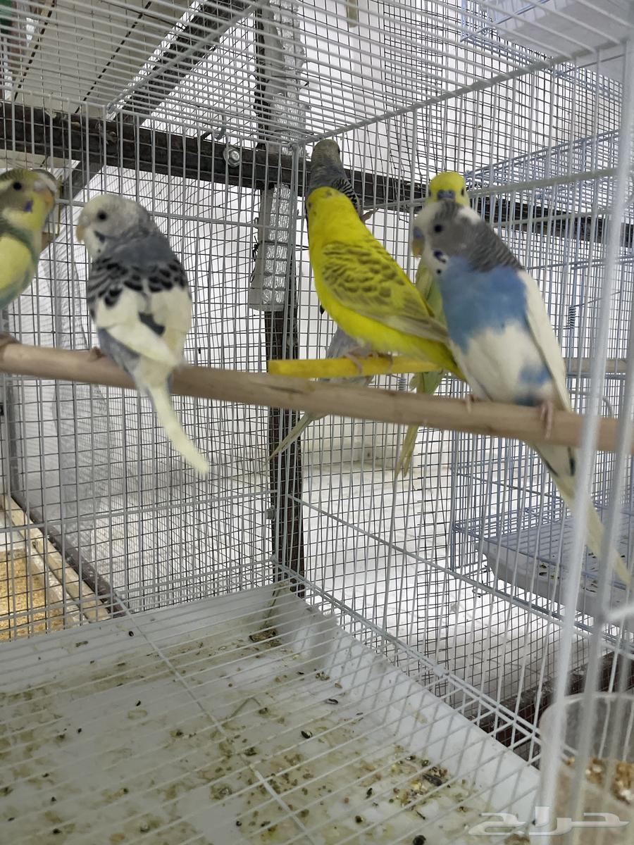 تم البيع64494071502083110