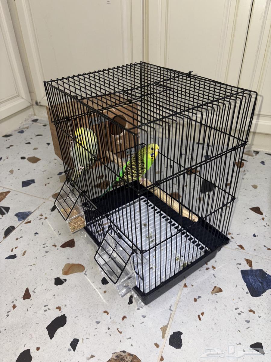 زوج بادجي الوان جميله ماشاء الله64488021148033110