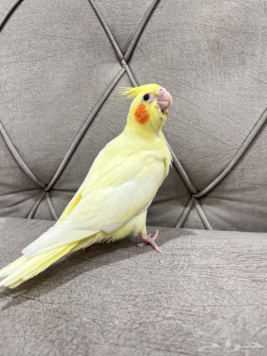 End of Ghur Crowan bird64486675188099111