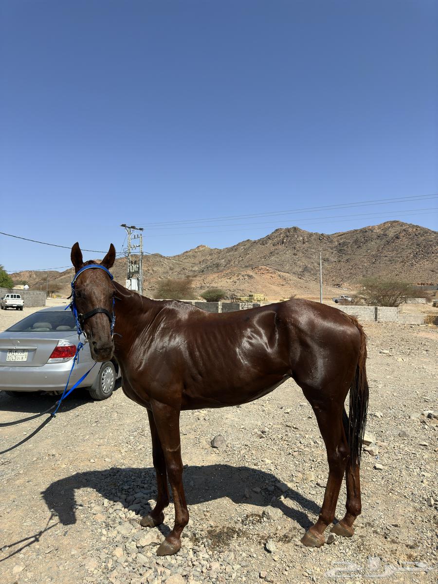 فرس انقليزيه للبيع معها أوراق64492907678722113