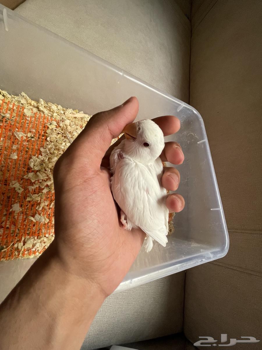 فرخ روز تم البيع64490980171905112