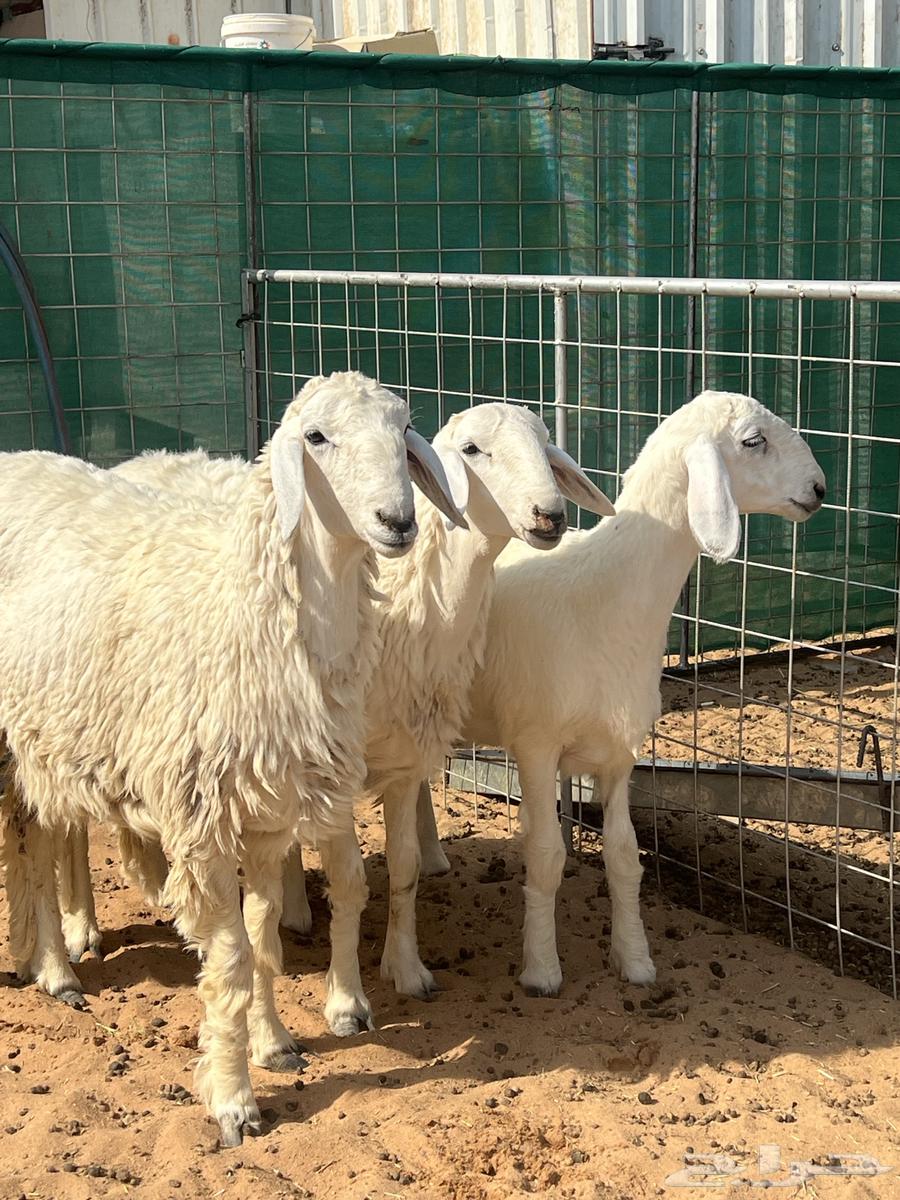 رخال نوادر 7 شهور64491741028227111