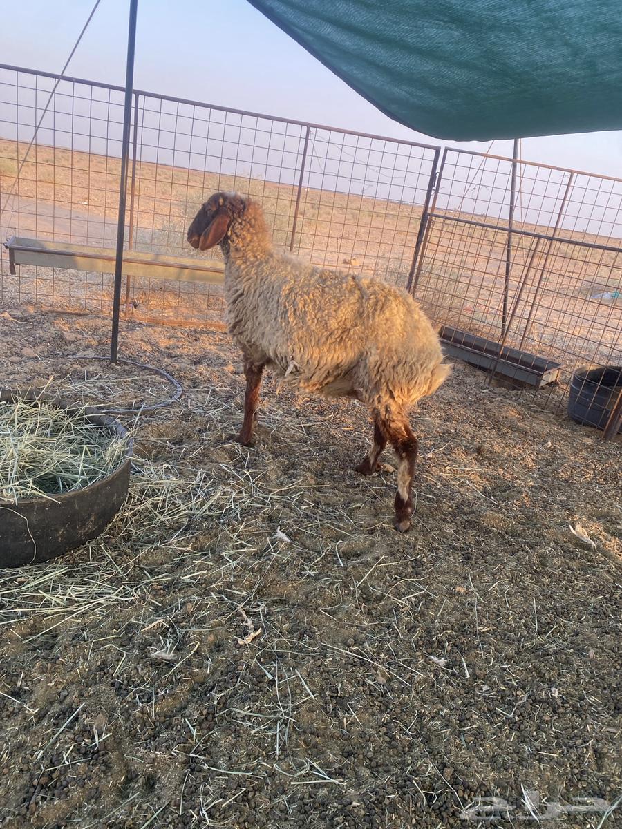 نعجه نعيميه دافع64492080727298110