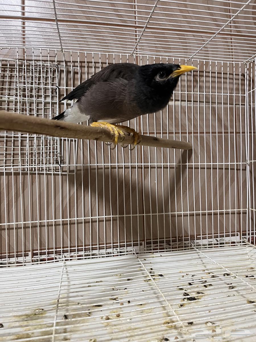 Mino Talkative64488118314626111