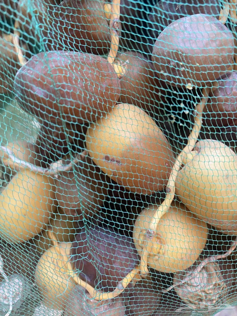 Dates for sale from palm tree64491564715138114