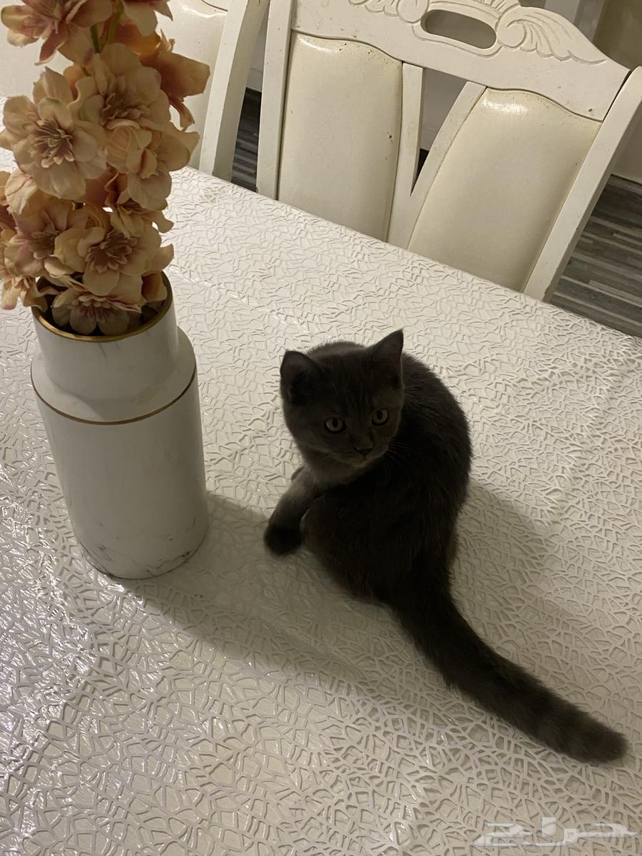 قطط للبيع64488630109315114