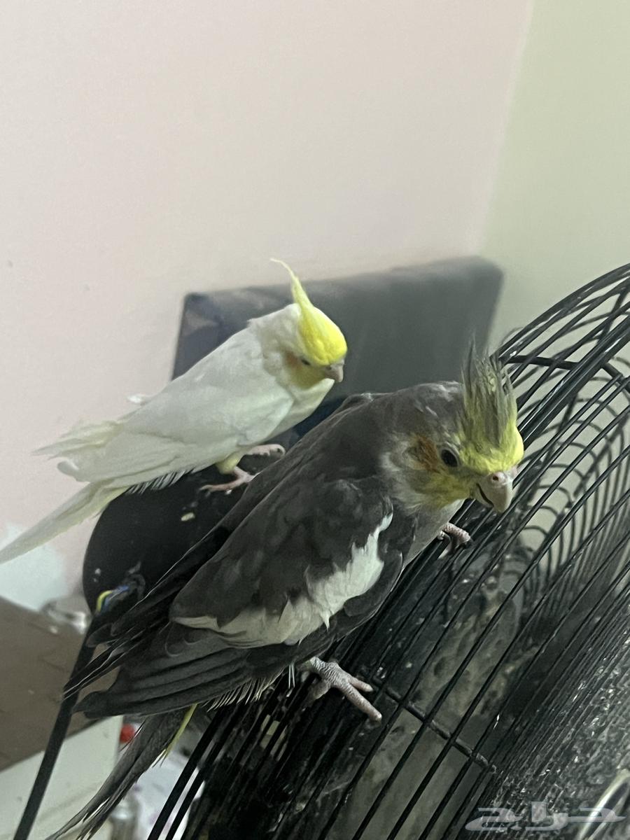 ذكور كروان كوكتيل للبيع او البدل64490454605697112