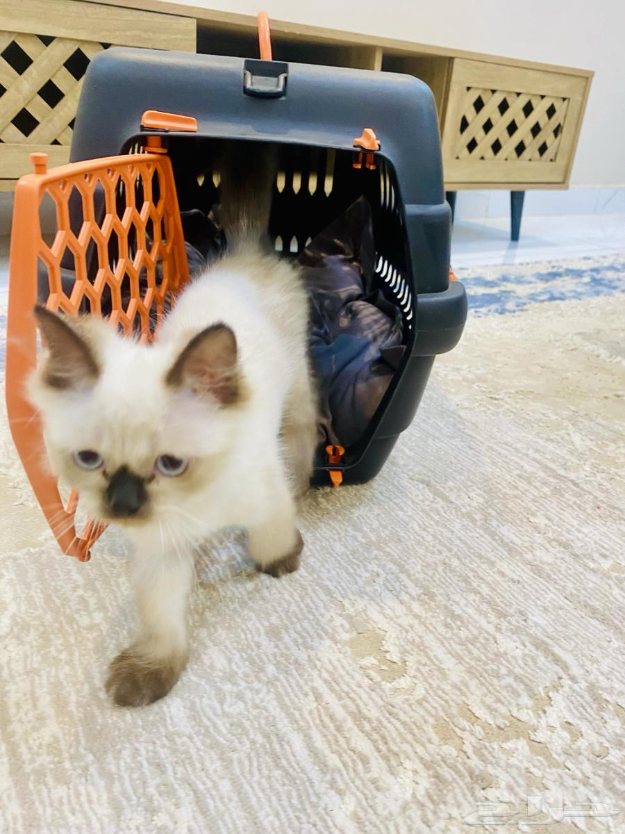 Enough, cat64491564779009112