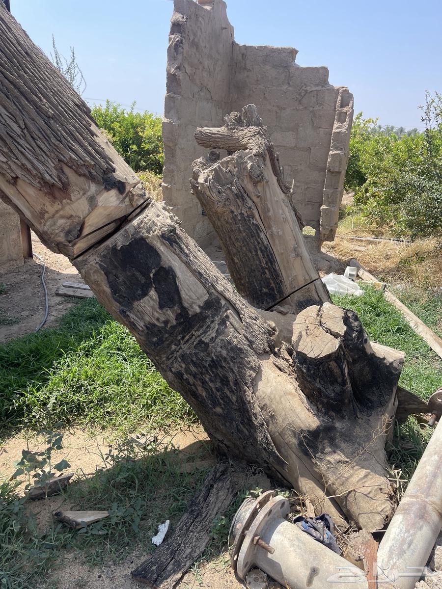 Large size wooden log64489100755842110