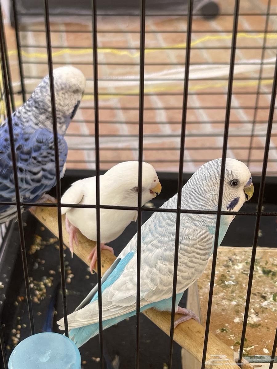 توفرت من جديد طيور حب 2 ب 75 (تم البيع)64488449557377110