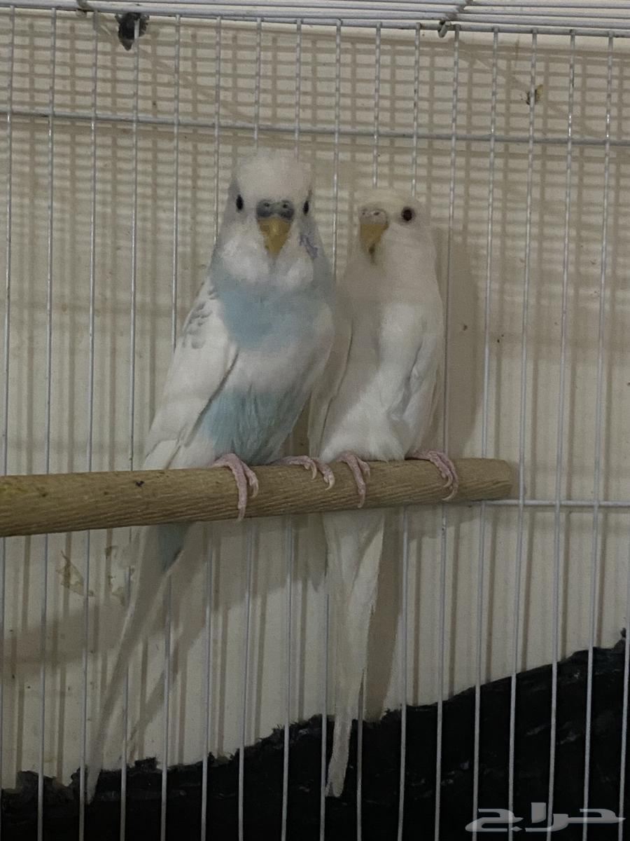 جوز بادجي منتج للبيع64488394705537110