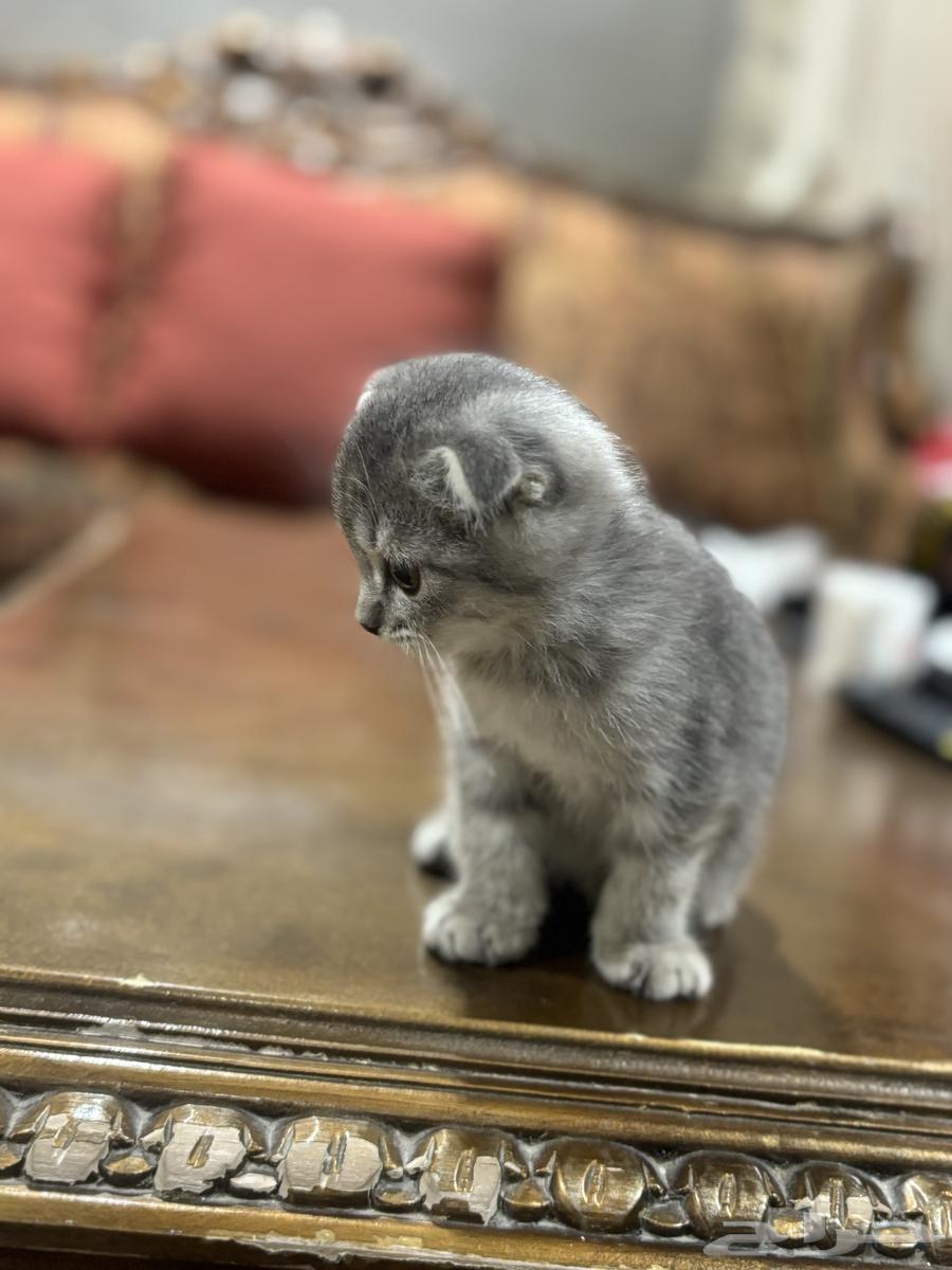 كيتين سكوتش فولد للبيع64493573054339111