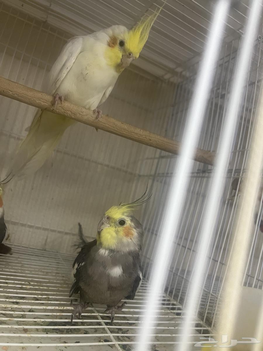 ذكور كروان كوكتيل للبيع او البدل64490454605697110