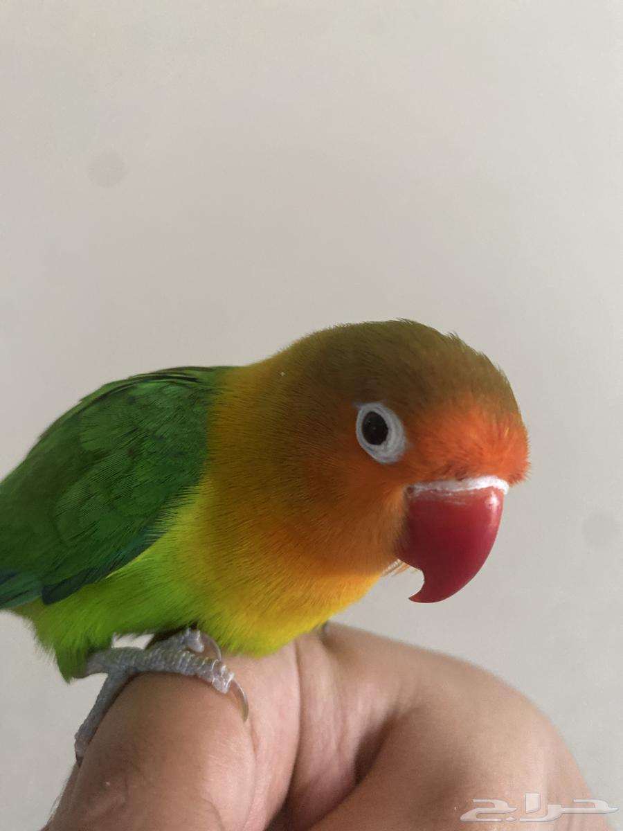 I'm offering you a Fisher bird. It has arrived. Price 250.64491279483522110