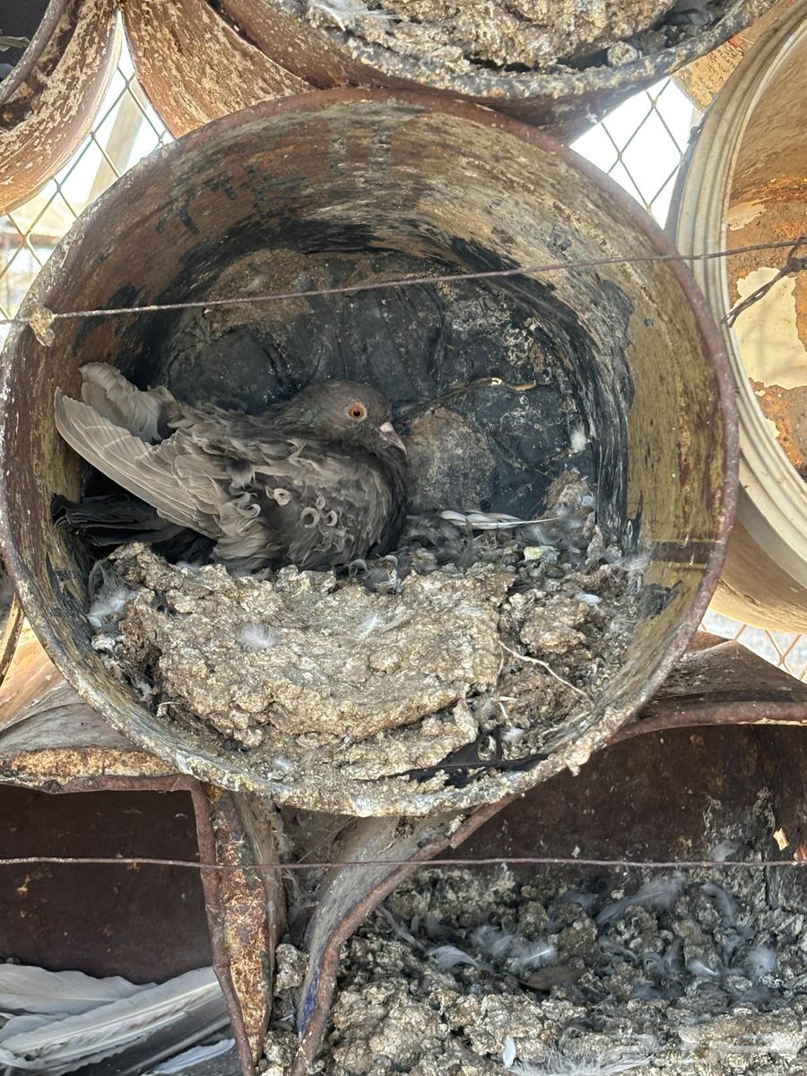 Zaina Bath64487924709378113