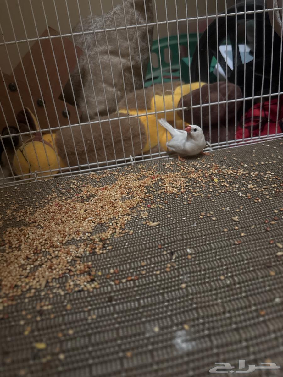 Budgie bird64493437291779112