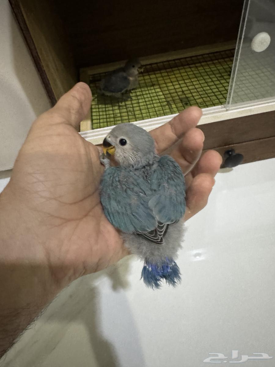 فروخ روز عدد 2 تم البيع64493961851394110