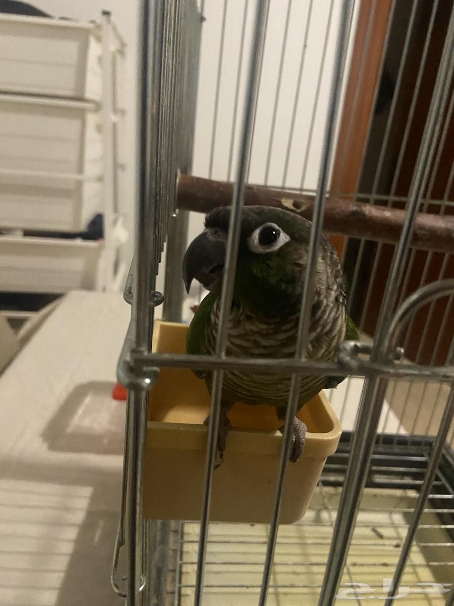 كنيور قرين شيك64493865328130110