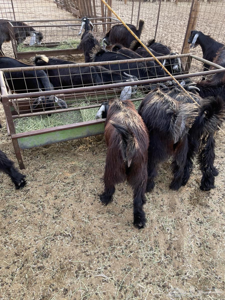 Tios Awared Refrigerator (Makhasi)64493464426755112