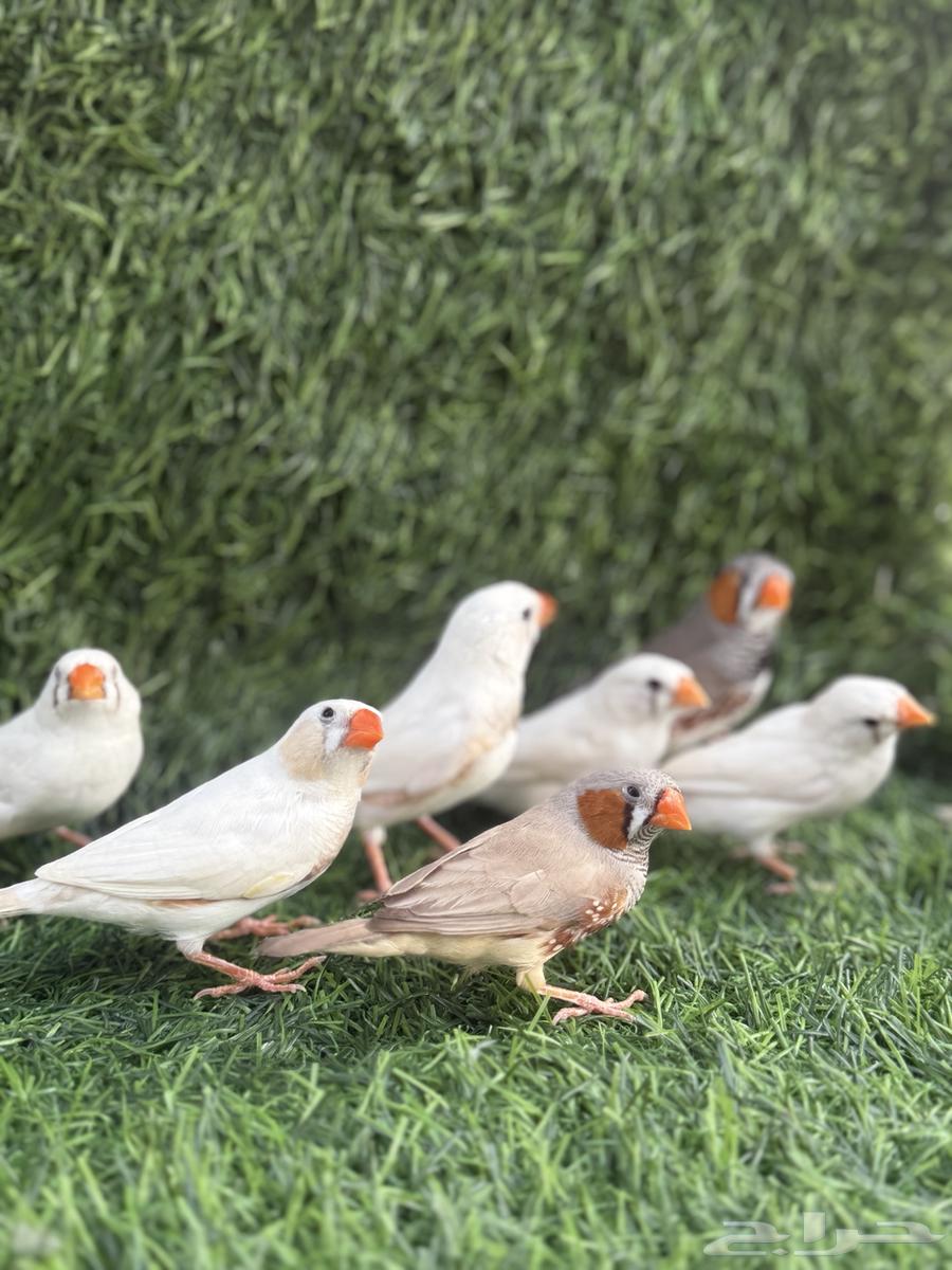 للبيع زيبرا64494194421379110