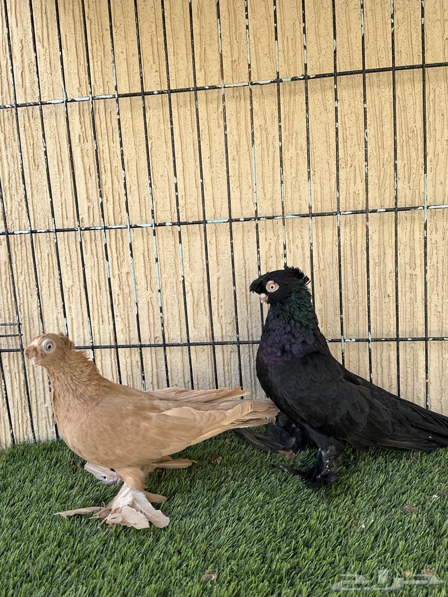 حمام اوزبك جوز منتج من المستويات القوية. للبيع64487952066307113