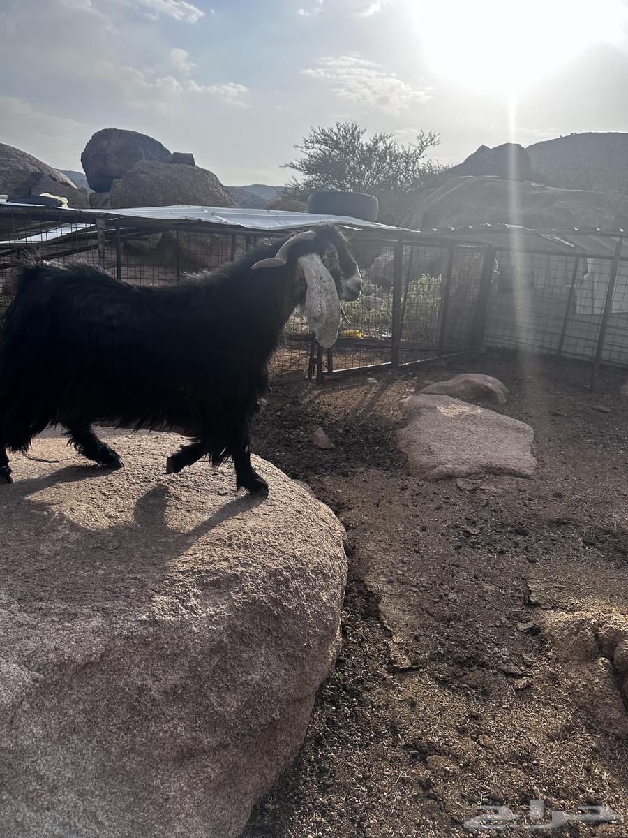 Ram for sale, stud ram64491306941185114