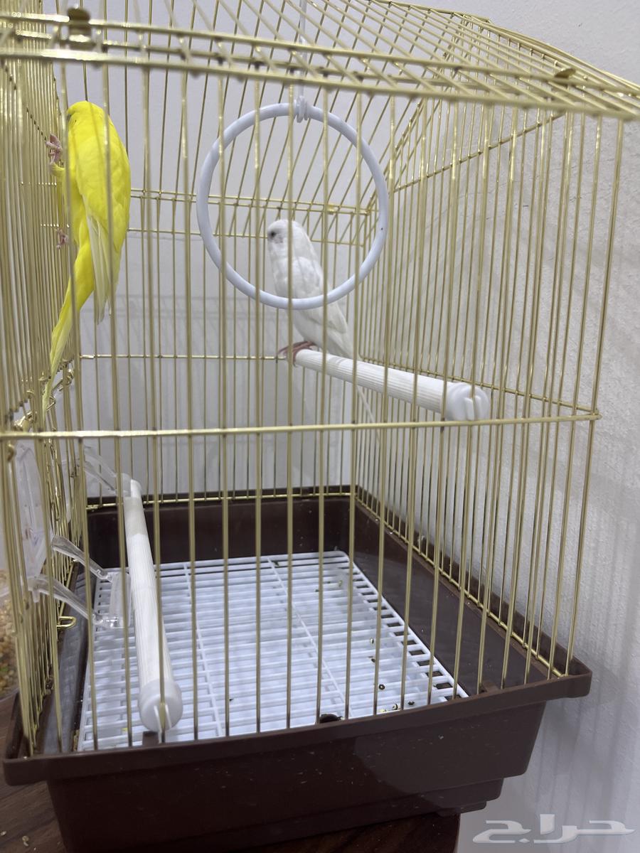 طيور الحب كناري64490096172419112