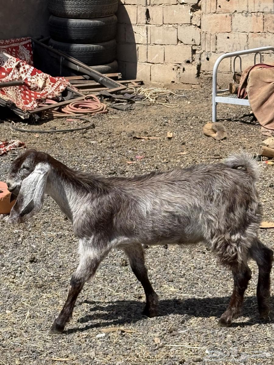 للبيع تيوس العدد 264488989759490111