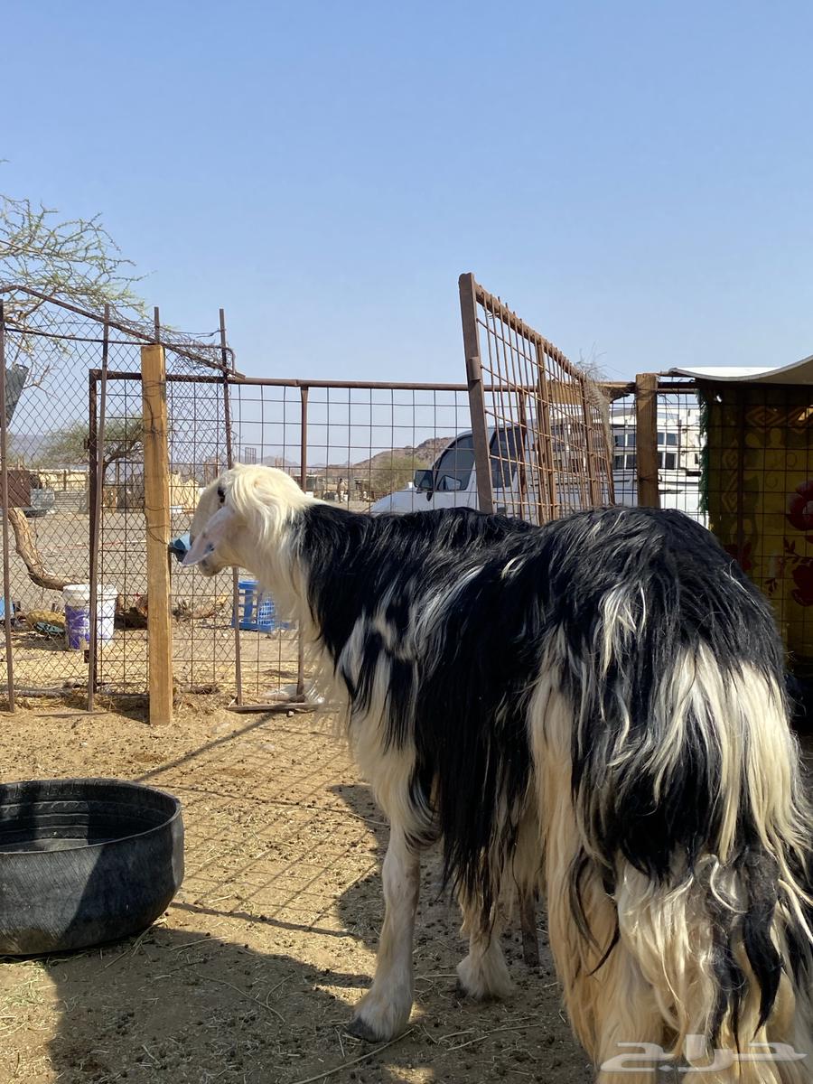 طلي نجدي صنف فاخر(تم البيع )64492366490882112