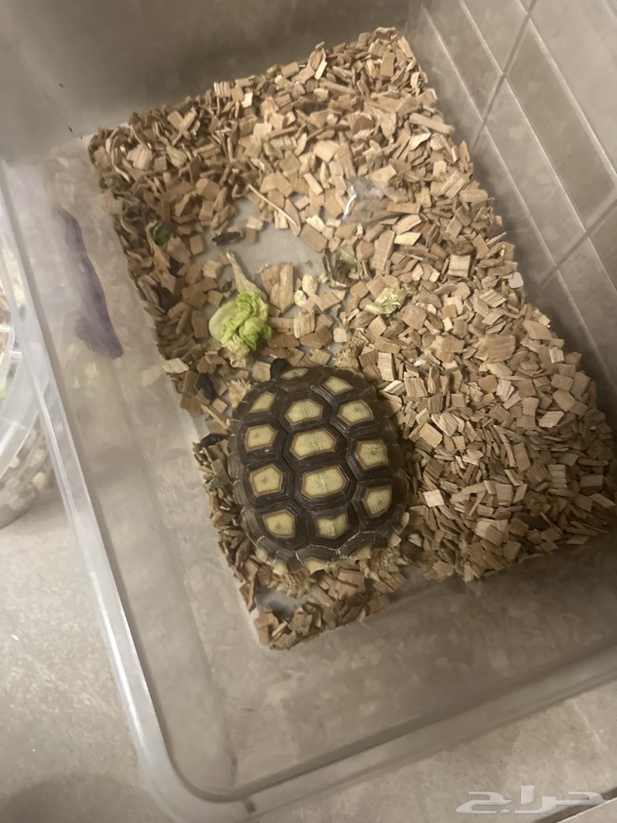 Chameleons and a Sulcata Tortoise64490966274690110